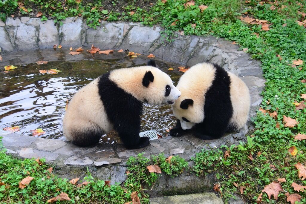 Au pays des pandas - 16 jours/13 nuits - Privatif pas cher