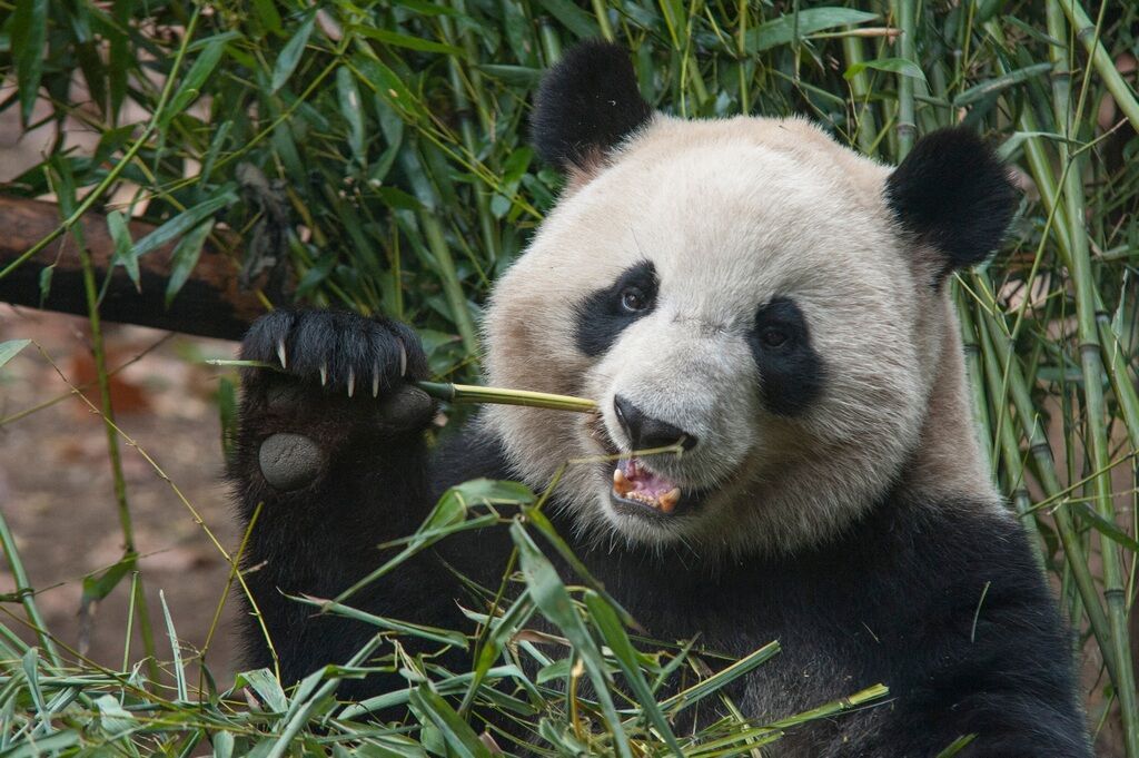 Au pays des pandas - 16 jours/13 nuits - Privatif pas cher photo 2