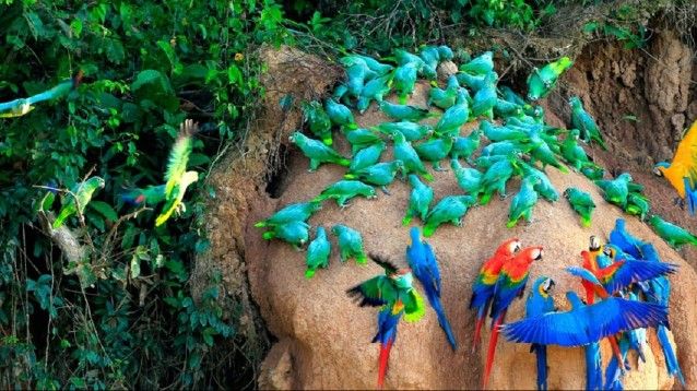 Hola Pérou et Amazonie - 14J/12N - Limité à 20 pers.- 2027 pas cher photo 13