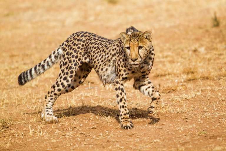 Parcours Namibien - 3* pas cher photo 3