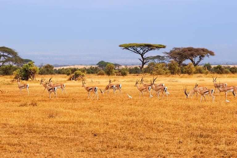 Des hauteurs du Kilimandjaro aux plages de Diani de la Tanzanie au Kenya - 3* pas cher photo 1
