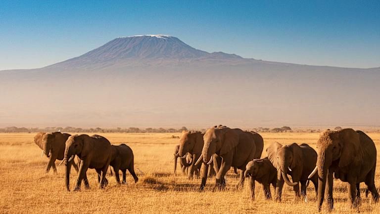 Des hauteurs du Kilimandjaro aux plages de Diani de la Tanzanie au Kenya - 3* pas cher photo 6
