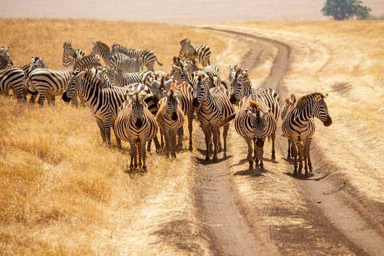 Des hauteurs du Kilimandjaro aux plages de Diani de la Tanzanie au Kenya - 3* pas cher photo 13
