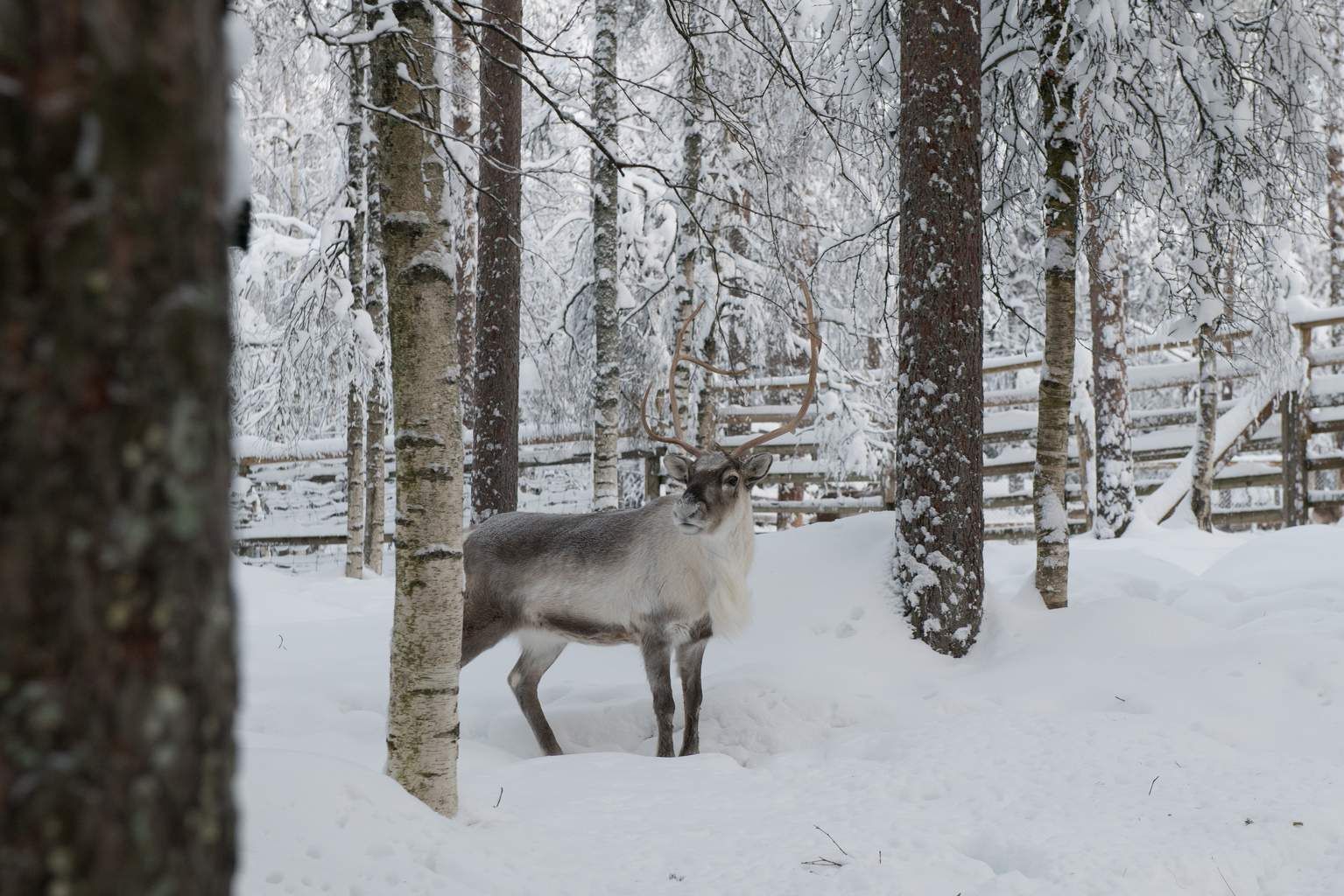 Séjour d'Hiver au Pays du Père Noël pas cher photo 3