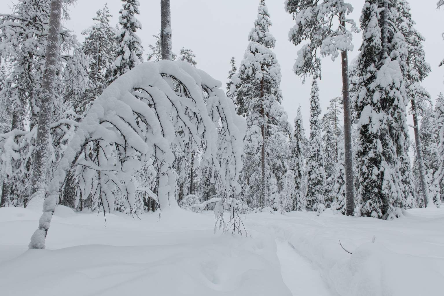 Séjour d'Hiver au Pays du Père Noël pas cher photo 8