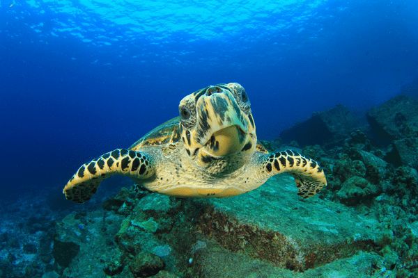 Maldives, Furaveri Maldives 5* - vols flex pas cher photo 22