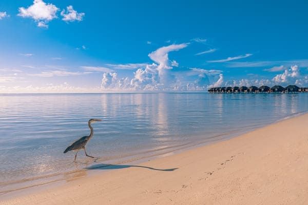 Maldives, Sun Siyam Olhuveli 4* - vols flex pas cher photo 2