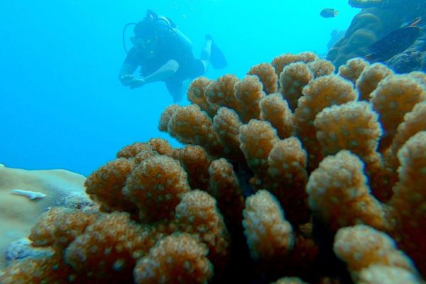 Maldives, Adaaran Prestige Vadoo 5* - Vols Flex pas cher photo 8