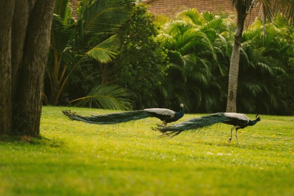 Tangalle, Anantara Peace Haven Resort Sri Lanka 5* - Vols Flex pas cher photo 19