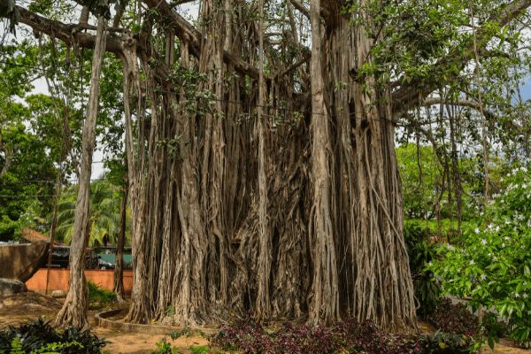 Tangalle, Anantara Peace Haven Resort Sri Lanka 5* - Vols Flex pas cher photo 33
