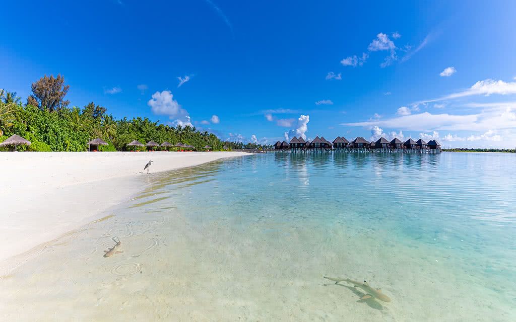 Hôtel Sun Siyam Olhuveli 4* pas cher photo 9