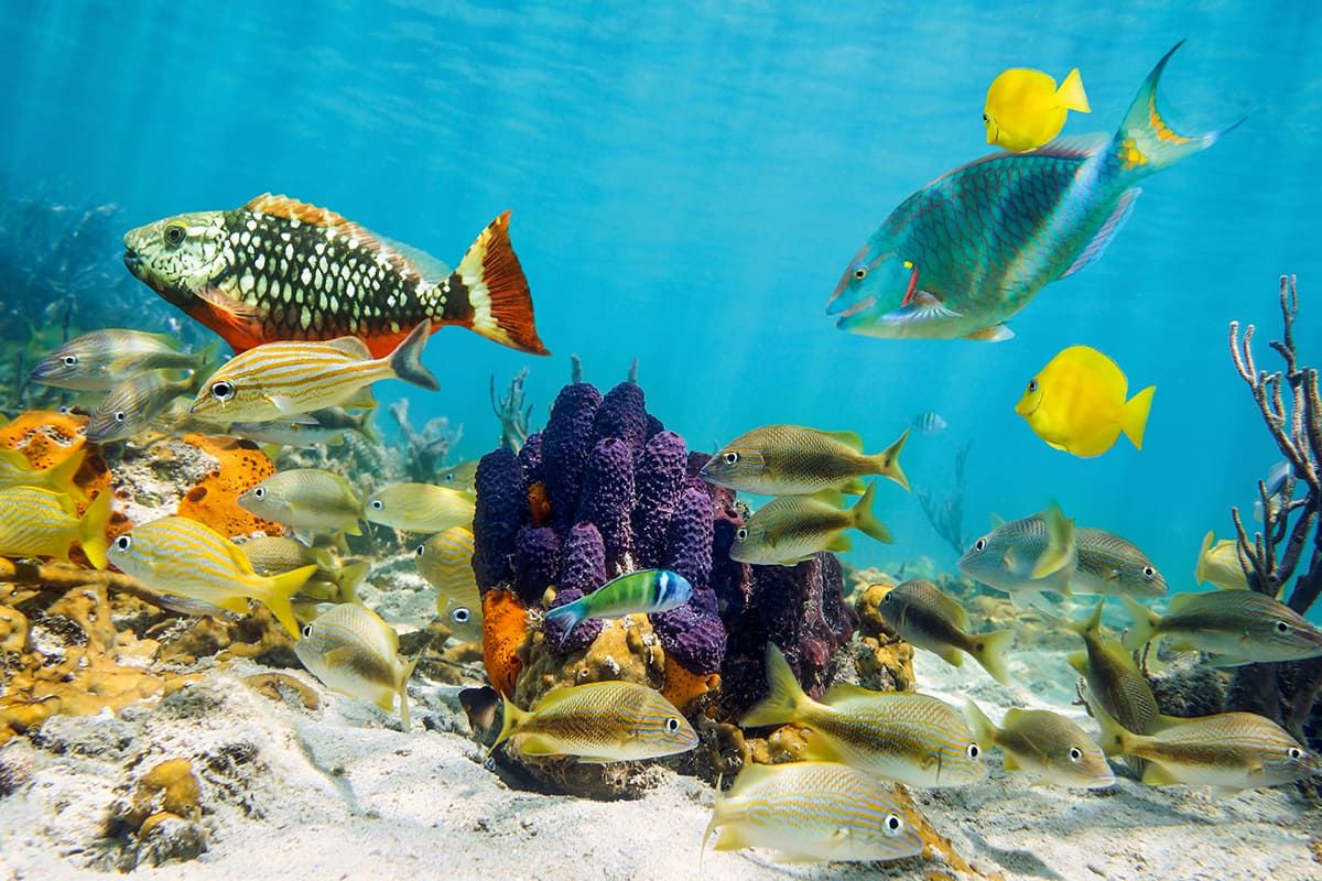 Hôtel Club Lookéa Viva Dominicus Beach 4* pas cher photo 18