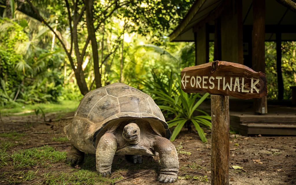 Hôtel Denis Private Island 4* pas cher photo 4