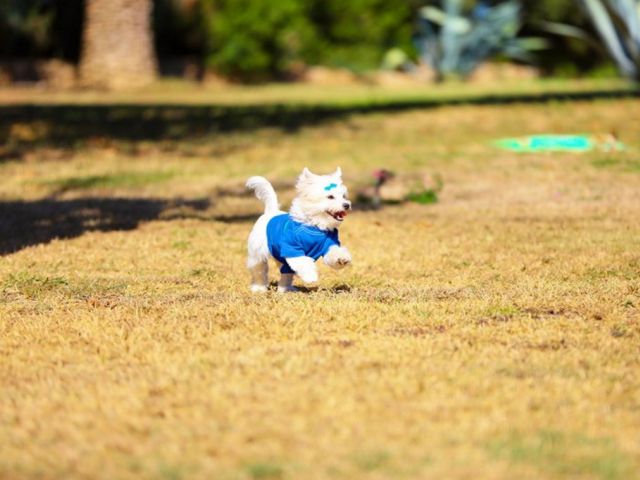 Hôtel Mondi Club Resort Atlantis 4* pas cher photo 30