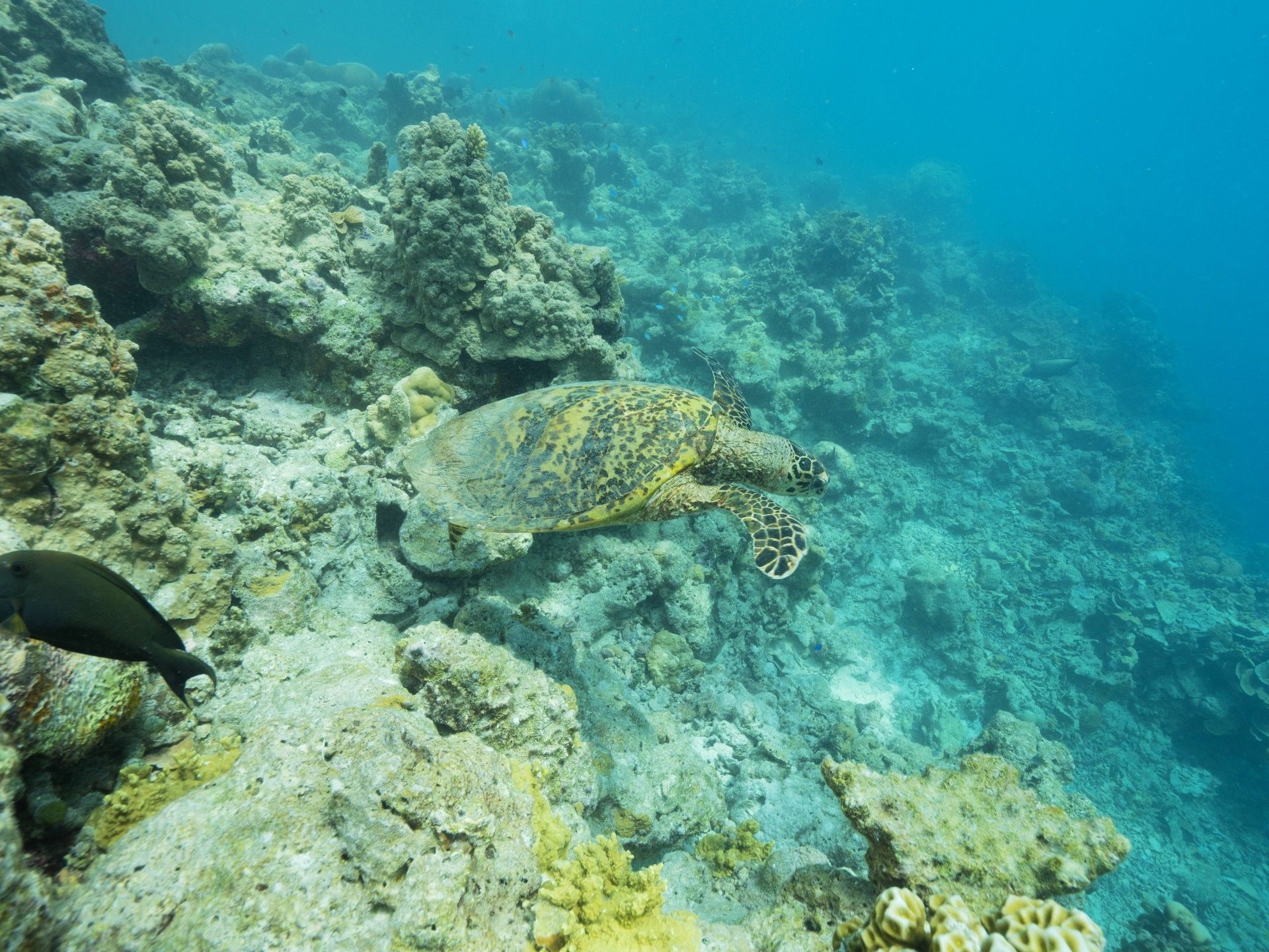 Hôtel Fun Island Resort et Spa 3* pas cher photo 13