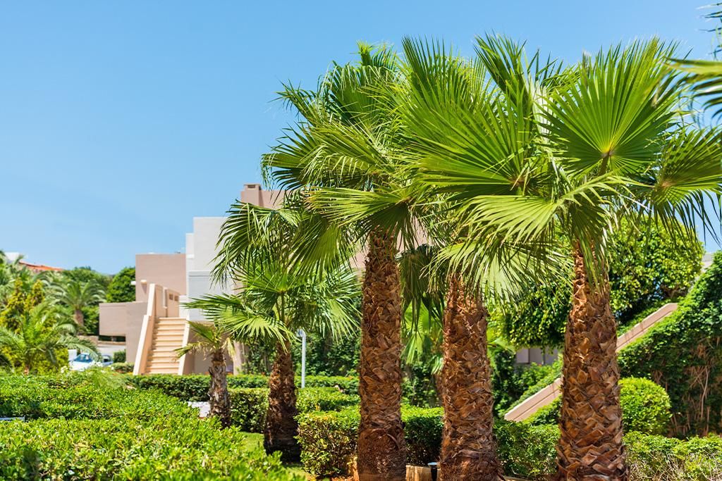 Hôtel Ôclub Experience Grand Holiday Resort 4* pas cher photo 12