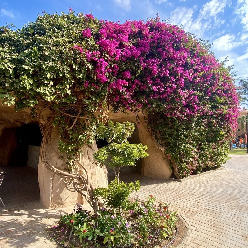 Hôtel Mondi Club Stella Gardens Resort & Spa 5* pas cher photo 25