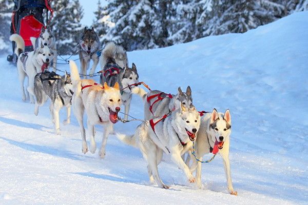 Hôtel Club Framissima Holiday Club Laponie 3* pas cher photo 3