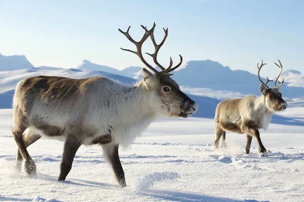 Hôtel Club Framissima Holiday Club Laponie 3* pas cher photo 6