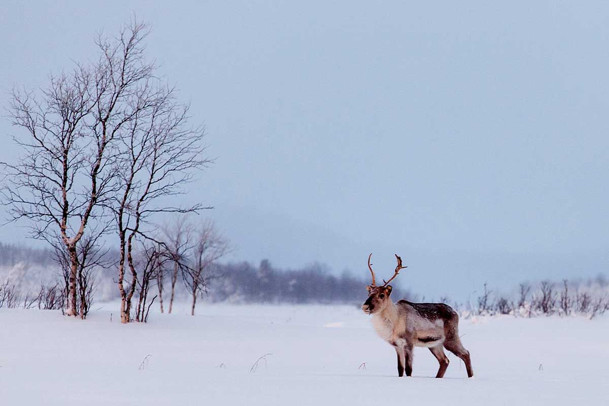 Hôtel Club Marmara Ivalo 3* pas cher photo 18