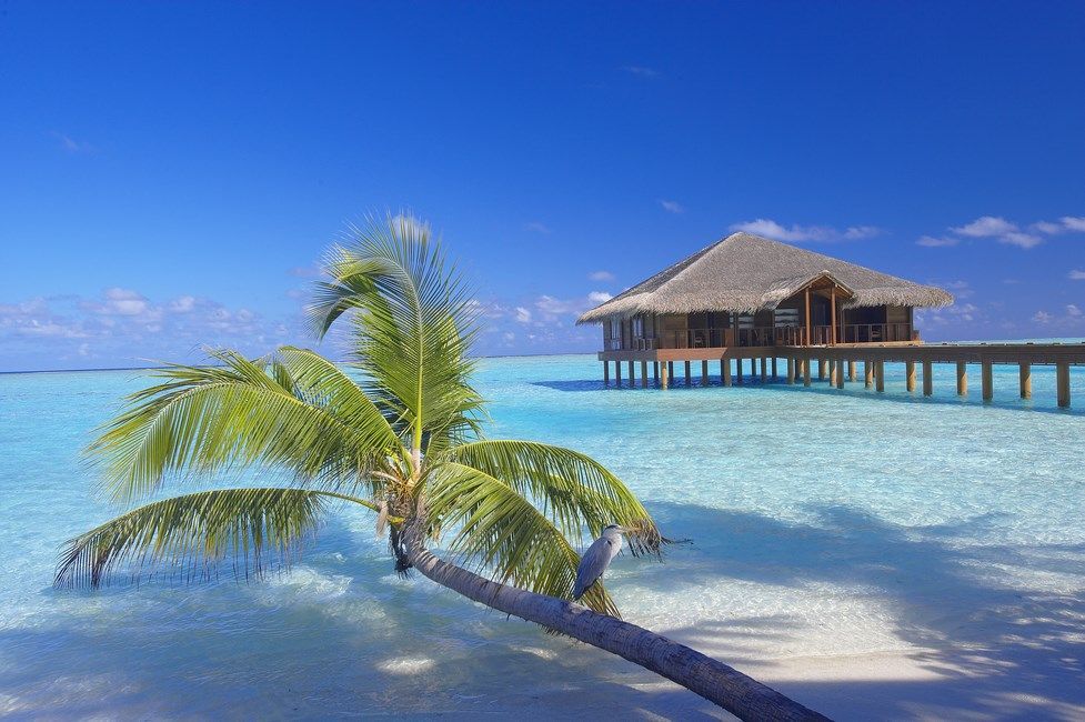 Hôtel Medhufushi Island 5* pas cher photo 15