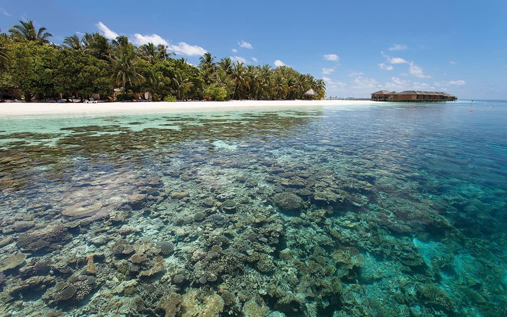 Hôtel Vilamendhoo Island Resort et Spa 4* pas cher photo 8