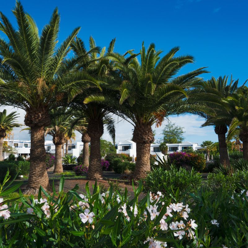 Hôtel Mondi Club Relaxia Olivina Lanzarote 4* pas cher photo 8