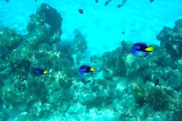 Hôtel Pongwe Bay Resort 4* pas cher photo 8