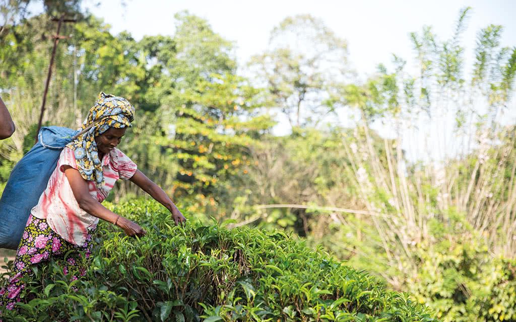 Kandy et la région du thé - Offre spéciale Noces pas cher photo 1