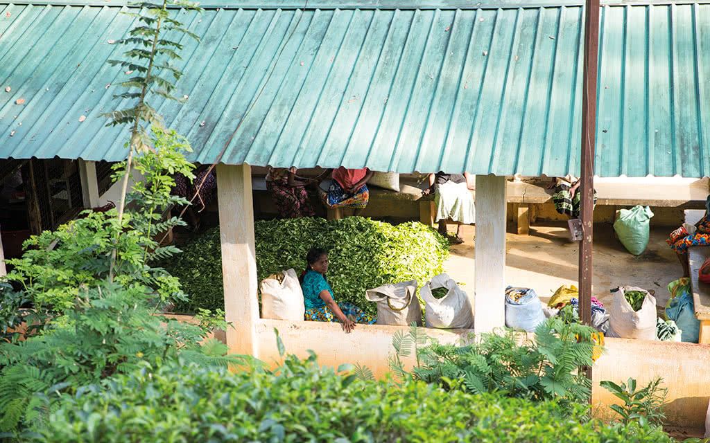 Kandy et la région du thé - Offre spéciale Noces pas cher photo 11