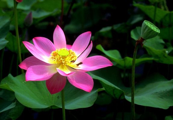 Hôtel Duangjitt Resort 4* pas cher photo 6