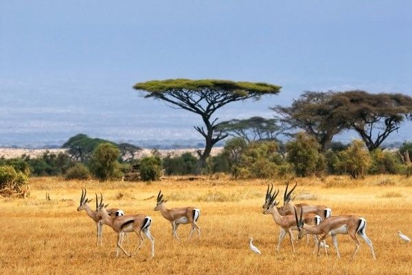 Hôtel Jumbo resort Watamu 4* avec 2 nuits Tsavo est/Ouest pas cher photo 6