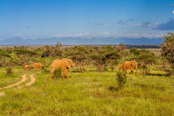 Hôtel Jumbo resort Watamu 4* avec 3 nuits Tsavo est / ouest et Amboseli pas cher photo 9