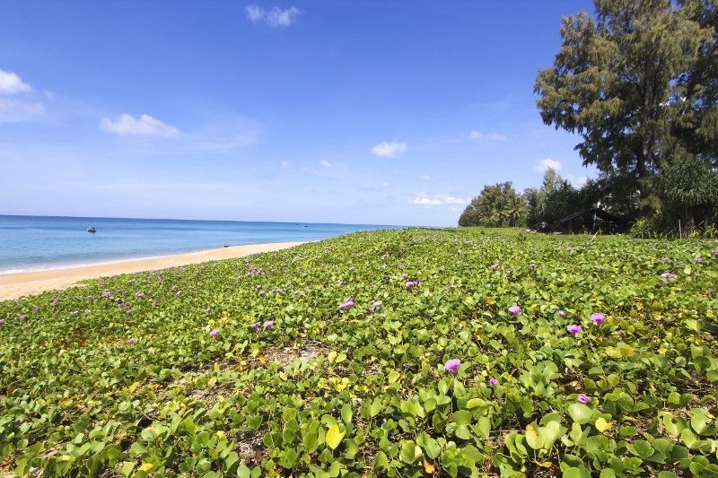 Hôtel Maikhao Palm Beach Resort 5* pas cher photo 7