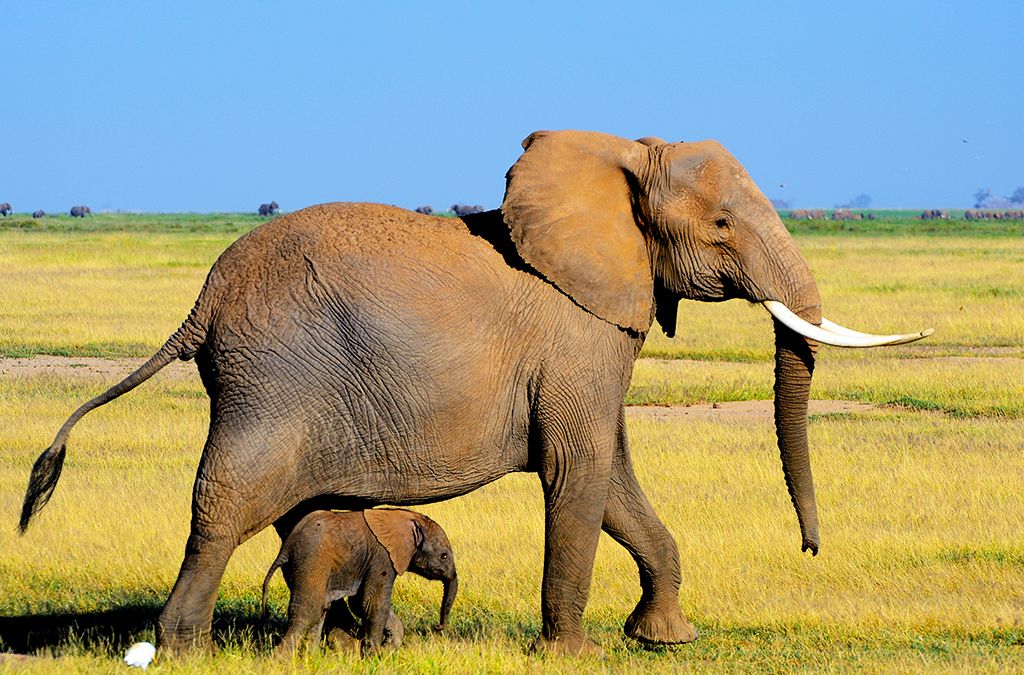 Hôtel Sea Cliff Resort & Spa 5* pas cher