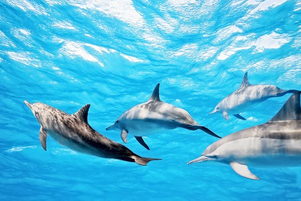 Séjour Cinnamon Dhonveli Maldives 4* Sup pas cher photo 6