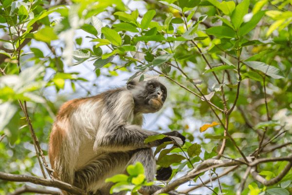 Hôtel LUX* Marijani 5* pas cher photo 14