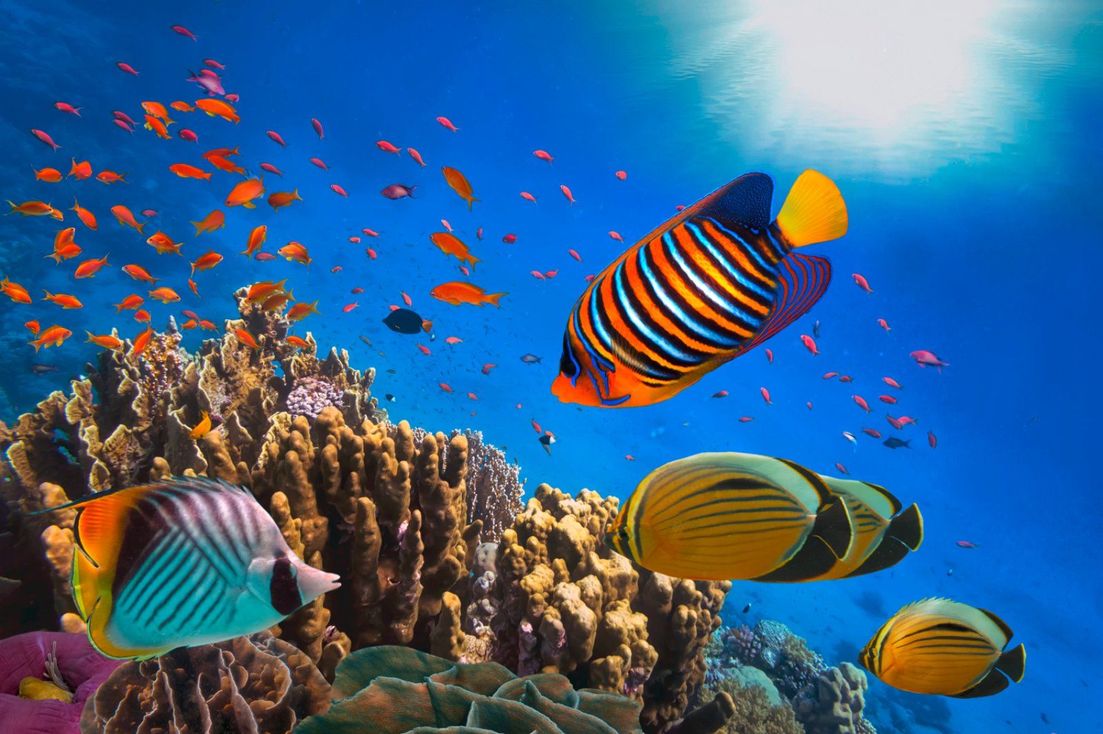 Hôtel Bravo Club Nubian Resort & Spa 4* pas cher photo 14