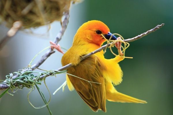 Séjour Pinewood Beach Resort & Spa 4* Sup pas cher photo 14