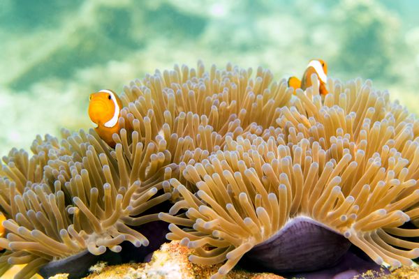 De Kuala aux sables de Perhentian 3* pas cher photo 10