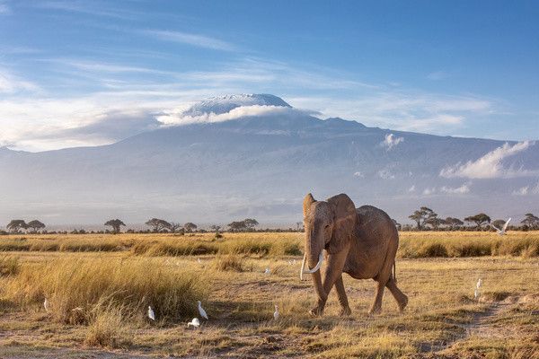 Hôtel Jumbo resort Watamu 4* avec 3 nuits Tsavo est / ouest et Amboseli pas cher photo 12