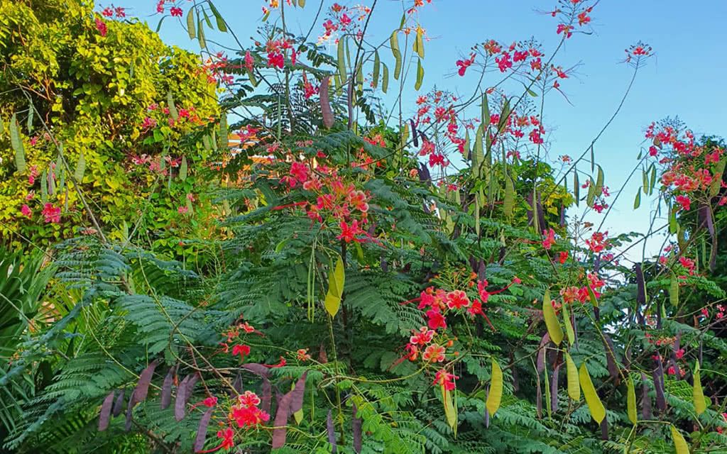 Villa Caraibes pas cher photo 8