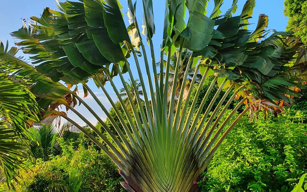 Villa Caraibes pas cher photo 9