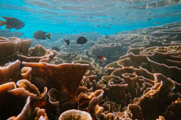 Séjour Joy Island Maldives 5* pas cher photo 18