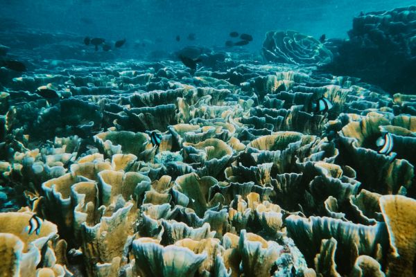 Séjour Joy Island Maldives 5* pas cher photo 19