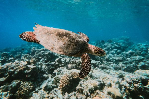 Séjour Joy Island Maldives 5* pas cher photo 20