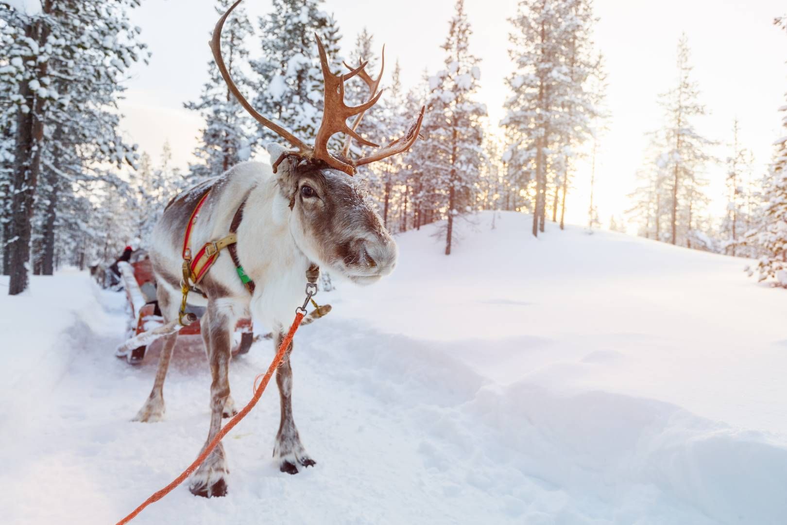 Séjour multi activités à Suomu - hôtel Suomutunturi 5 jours/ 4 nuits pas cher photo 3
