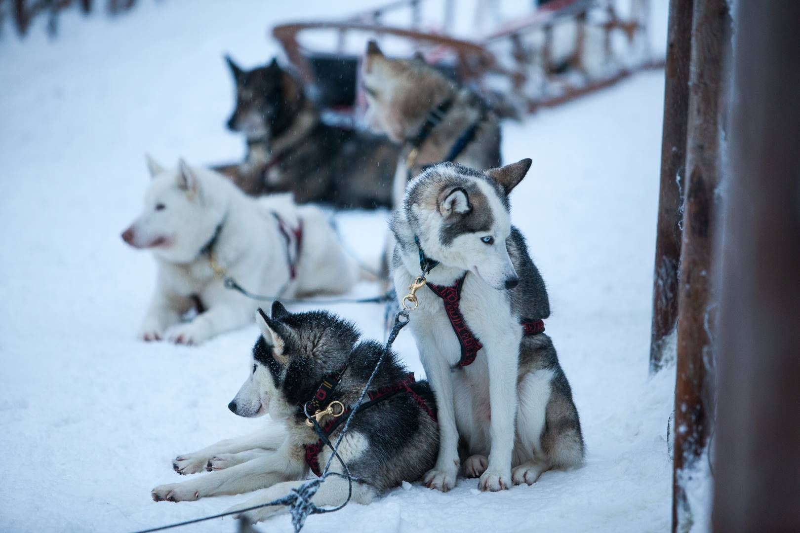Séjour multi activités à Suomu - hôtel Suomutunturi 5 jours/ 4 nuits pas cher photo 5