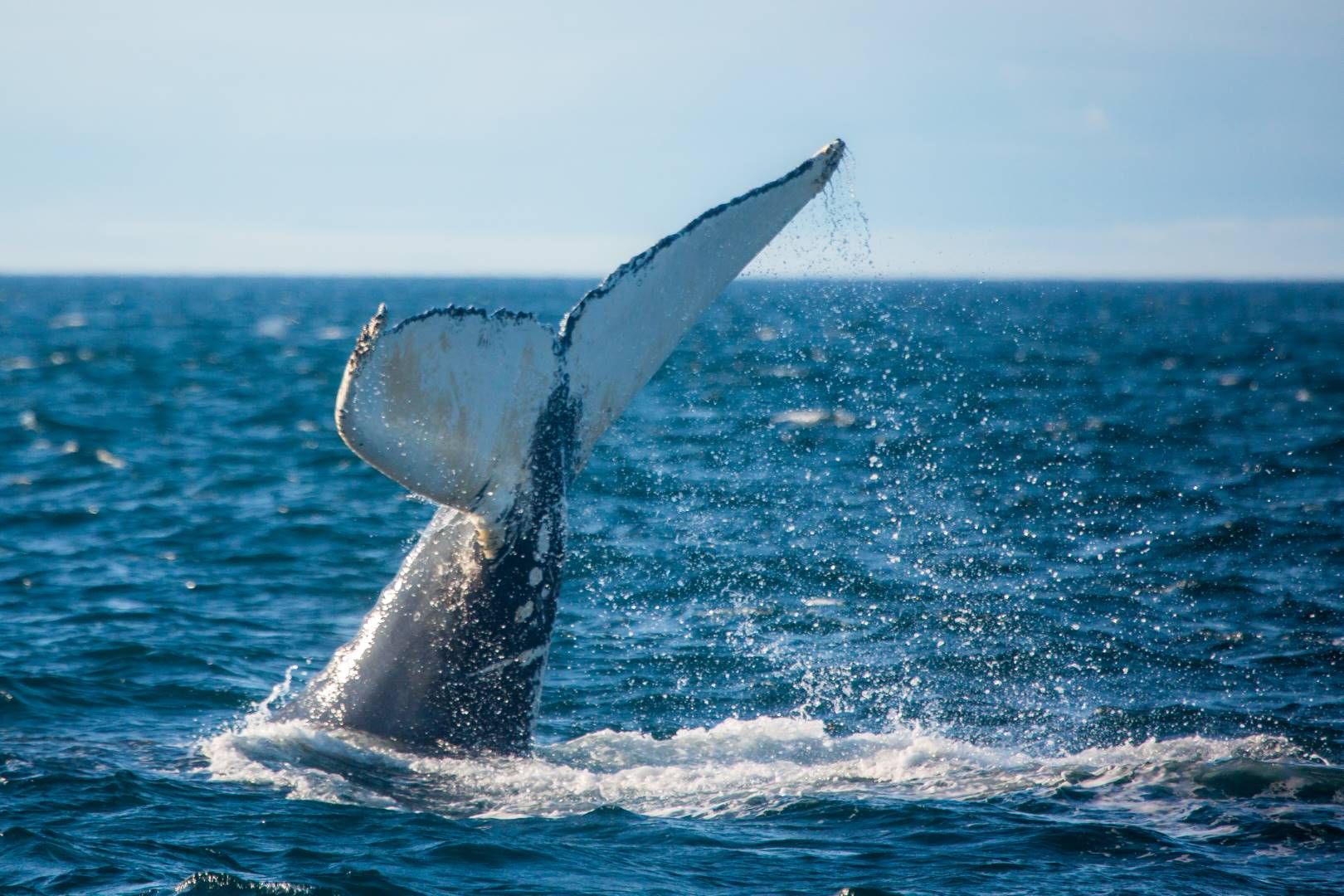 Au Pays du Homard Bleu - 15J/13N - 2025 pas cher photo 3
