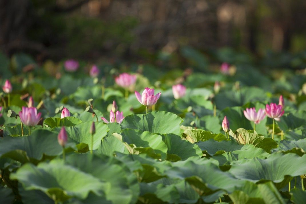 Lumière d'Australie + Kakadu 2025-2026 pas cher photo 15